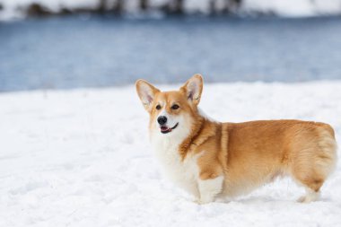 Galli Corgi sosisi karda dışarıda.