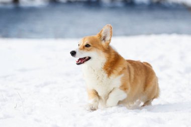 açık havada çalışan karda Galce corgi köpek