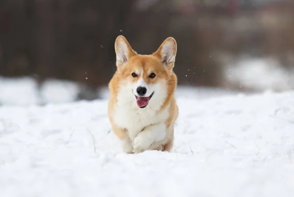 Валлійський Коргі Собака Біжить Відкритому Повітрі Снігу — стокове фото
