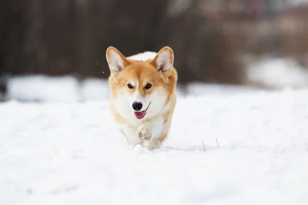 Walijski Corgi Psa Działa Zewnątrz Śniegu — Zdjęcie stockowe