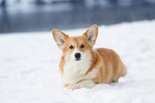 Walesiska Corgi Hund Utomhus Snön — Stockfoto