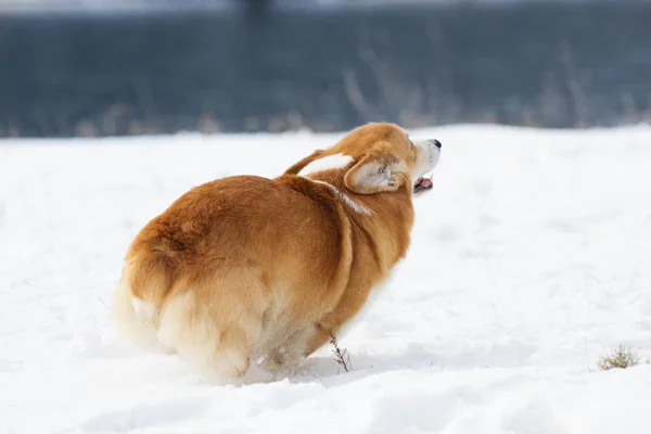 Ουαλλέζικο Corgi Σκυλί Τρέξιμο Εξωτερικούς Χώρους Μέσα Στο Χιόνι — Φωτογραφία Αρχείου