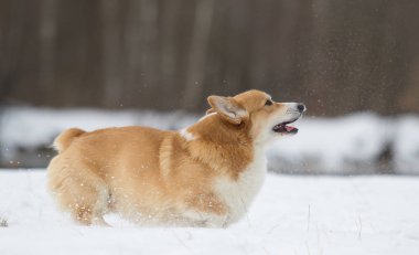 açık havada çalışan karda Galce corgi köpek
