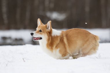 açık havada çalışan karda Galce corgi köpek