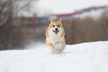 açık havada çalışan karda Galce corgi köpek