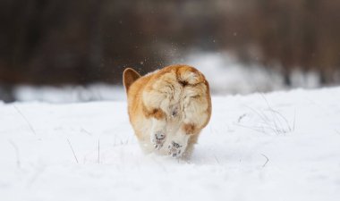 açık havada çalışan karda Galce corgi köpek