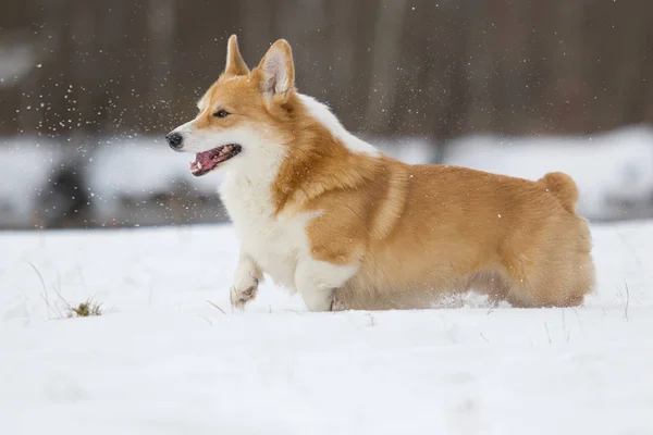 Welsh Corgi Dog Running Outdoors Snow — Stock Photo, Image