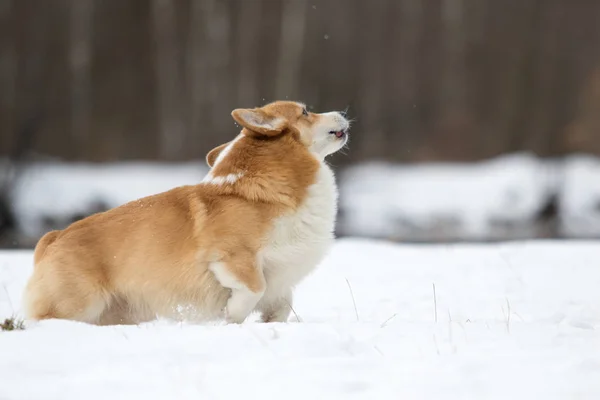 Ουαλλέζικο Corgi Σκυλί Τρέξιμο Εξωτερικούς Χώρους Μέσα Στο Χιόνι — Φωτογραφία Αρχείου
