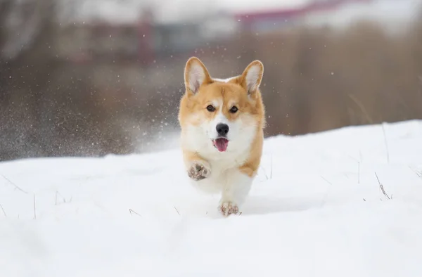 Welsh Corgi Dog Running Outdoors Snow — Stock Photo, Image