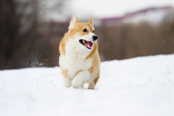 Walisischer Corgi Hund Läuft Schnee — Stockfoto