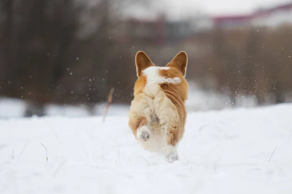 Валлийская Корги Собака Бегущая Улице Снегу — стоковое фото