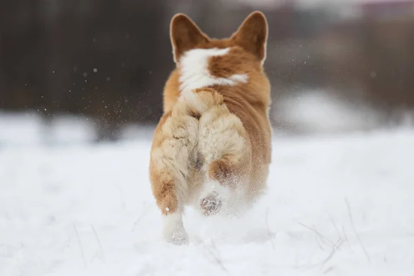 Gallese Cane Corgi Correre All Aperto Nella Neve — Foto Stock