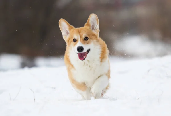 Ουαλλέζικο Corgi Σκυλί Τρέξιμο Εξωτερικούς Χώρους Μέσα Στο Χιόνι — Φωτογραφία Αρχείου