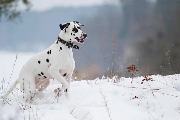 Active Dog Outdoors Winter — Stock Photo, Image