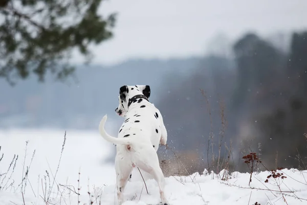 Aktivhund Winter Freien — Stockfoto