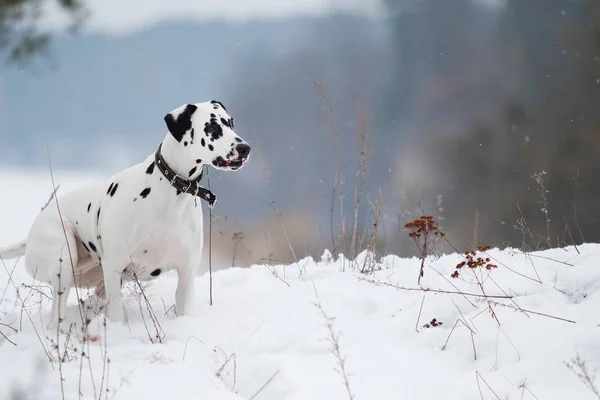 Aktivhund Winter Freien — Stockfoto