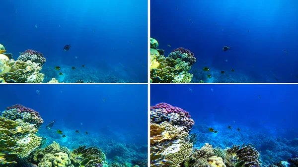 Peces Nadan Cerca Del Corral Bajo Agua — Foto de Stock