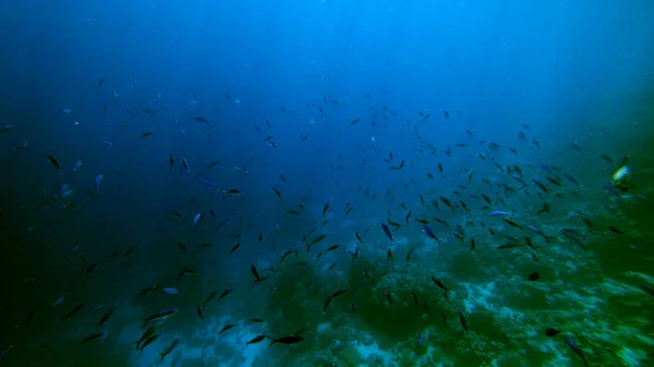 Peces Nadan Cerca Del Corral Bajo Agua — Foto de Stock