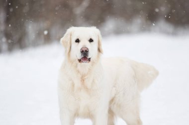 Golden retriever köpek kış Park