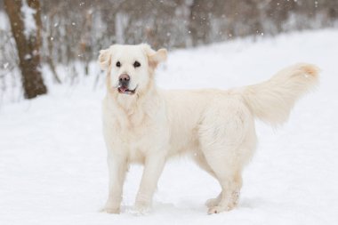 Golden retriever köpek kış Park
