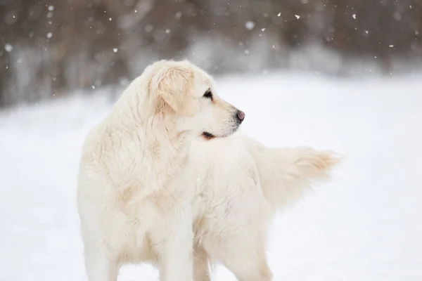 Golden Retriever Hond Winter Park — Stockfoto