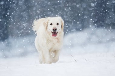 Kışın, etkin köpek ırkları altın geri almak