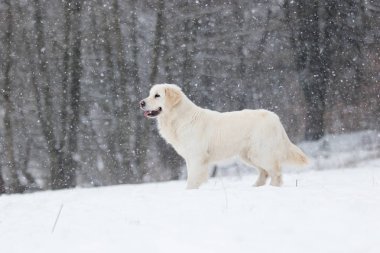 Kışın, etkin köpek ırkları altın geri almak
