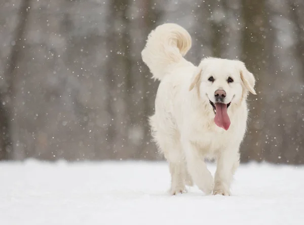 Golden Retriever Σκύλου Στο Χειμερινό Πάρκο — Φωτογραφία Αρχείου