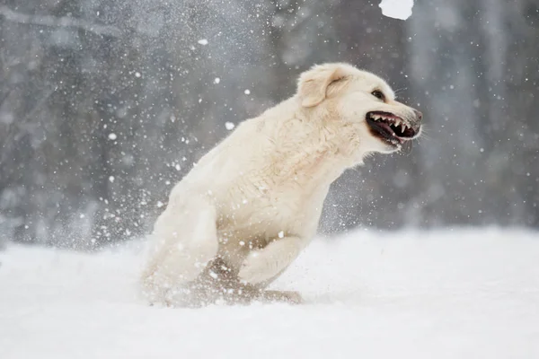 Golden Retriever Σκύλου Στο Χειμερινό Πάρκο — Φωτογραφία Αρχείου