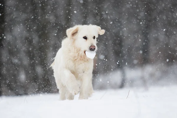 Δραστήριο Σκυλί Χειμώνα Φυλών Γκόλντεν Ριτρίβερ — Φωτογραφία Αρχείου