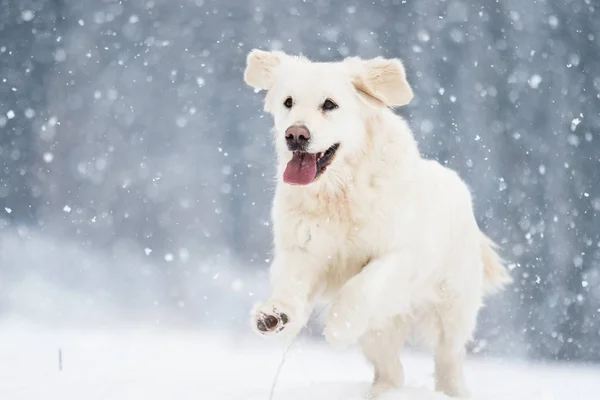 Δραστήριο Σκυλί Χειμώνα Φυλών Γκόλντεν Ριτρίβερ — Φωτογραφία Αρχείου