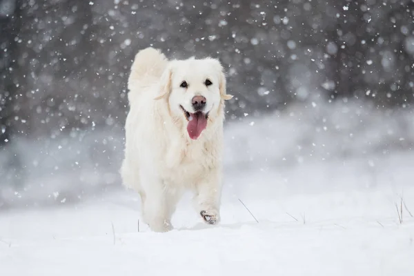 Active Dog Winter Breeds Golden Retriever — Zdjęcie stockowe