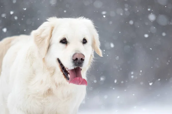 Σκύλος Χειμώνα Φυλές Golden Retriever — Φωτογραφία Αρχείου