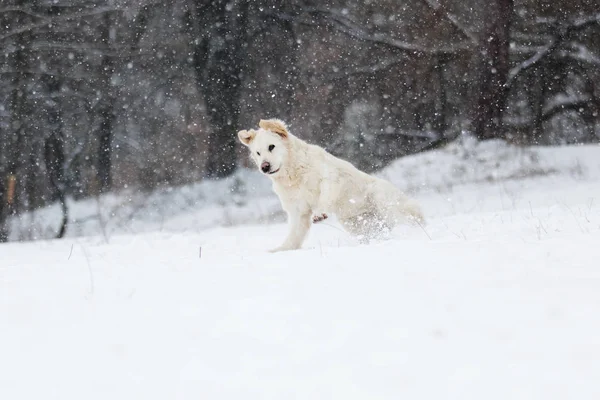 Actieve Hond Winter Rassen Golden Retriever — Stockfoto