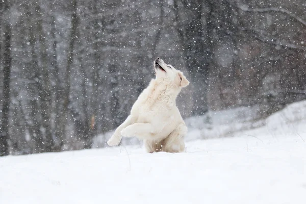 Kışın Etkin Köpek Irkları Altın Geri Almak — Stok fotoğraf