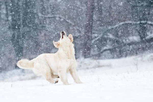 Kışın Etkin Köpek Irkları Altın Geri Almak — Stok fotoğraf