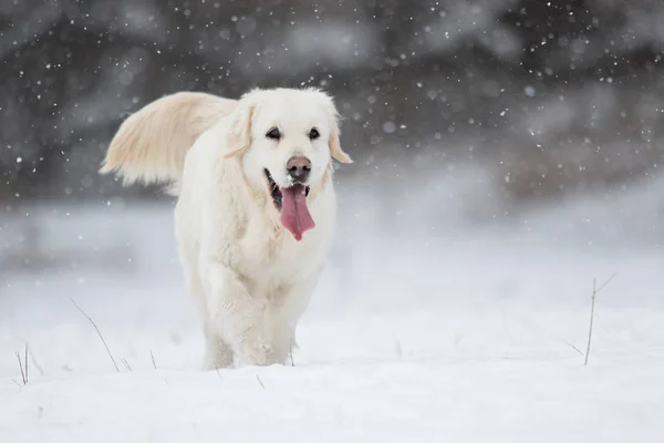 Actieve Hond Winter Rassen Golden Retriever — Stockfoto