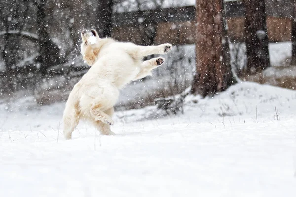 Actieve Hond Winter Rassen Golden Retriever — Stockfoto