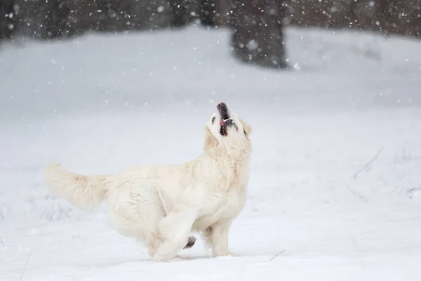 Активная Собака Зимой Порождает Золотистого Ретривера — стоковое фото