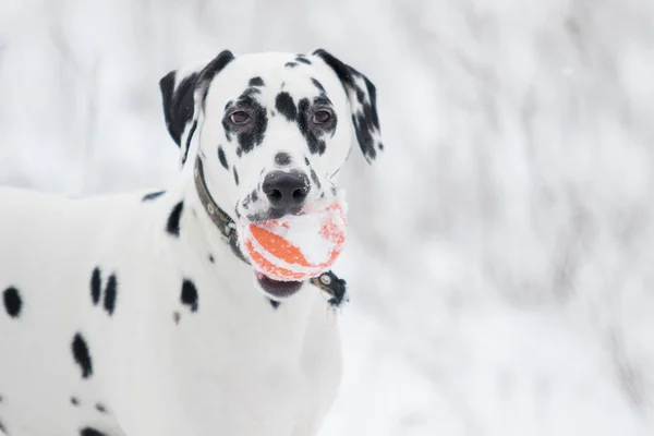 Retrato Cão Dálmata Uma Caminhada Inverno — Fotografia de Stock