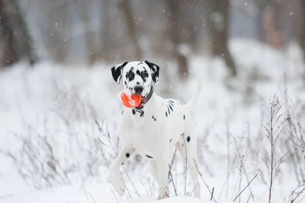 Retrato Cão Dálmata Uma Caminhada Inverno — Fotografia de Stock