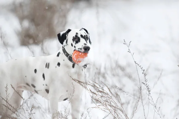 Retrato Cão Dálmata Uma Caminhada Inverno — Fotografia de Stock