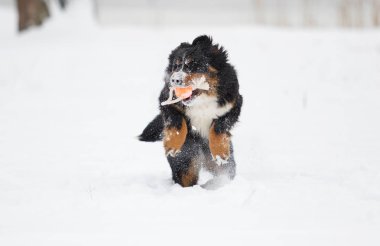 Bernese dağ köpeği kışın karda
