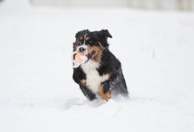 Bernese dağ köpeği kışın karda