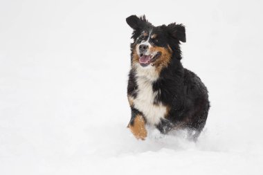 Bernese dağ köpeği kışın karda