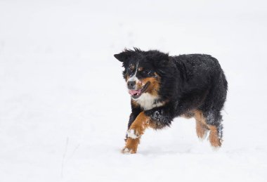 Bernese dağ köpeği kışın karda