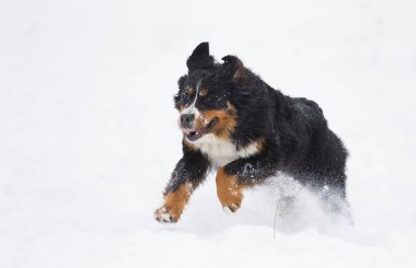 Bernese dağ köpeği kışın karda