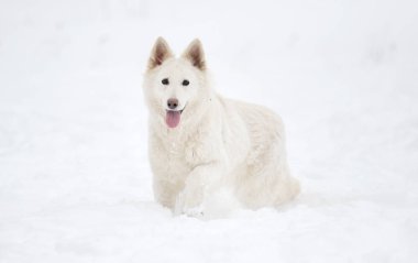 Kışın parkta beyaz İsviçre çoban