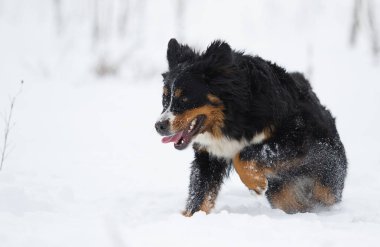 Bernese dağ köpeği kışın karda