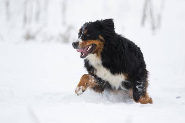 Bernese dağ köpeği kışın karda